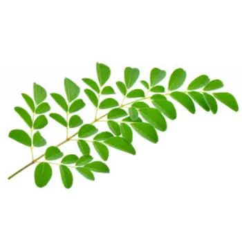Great Moringa Leaves